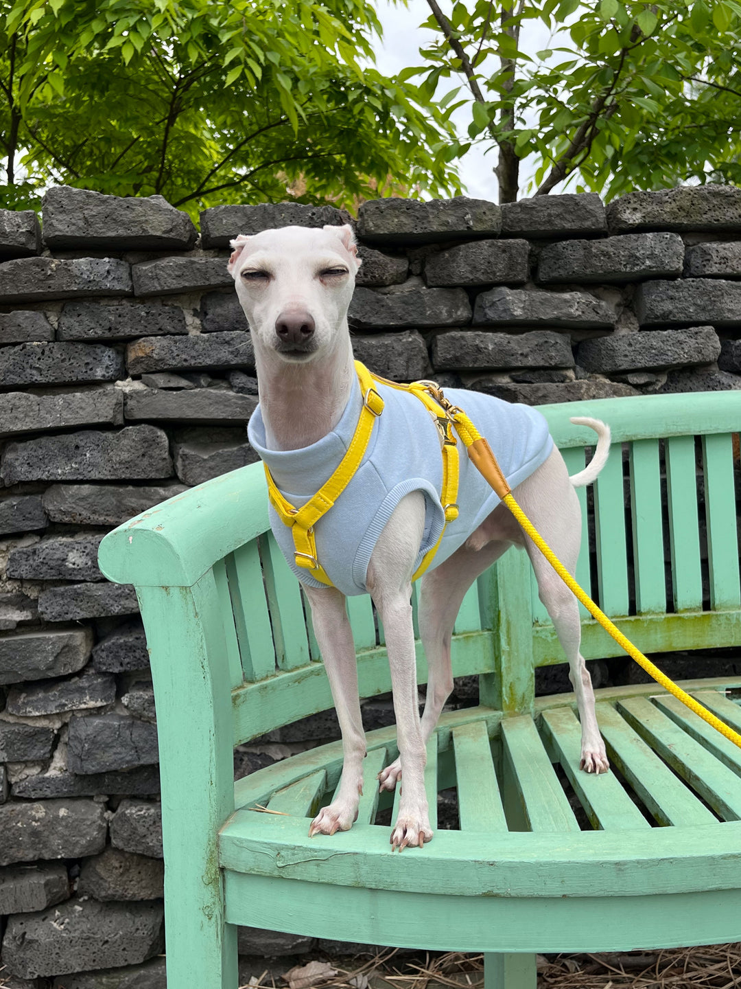 Signature Strap Style Dog H Harness | Candy Yellow