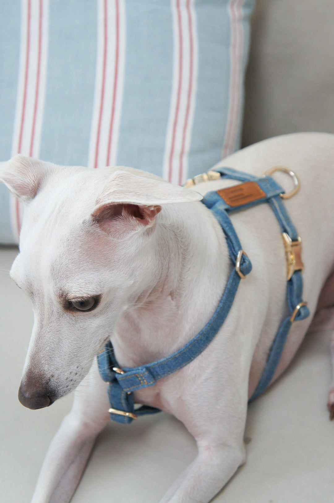 Signature Strap Style Dog H Harness | Mid Blue Denim [COMING SOON]