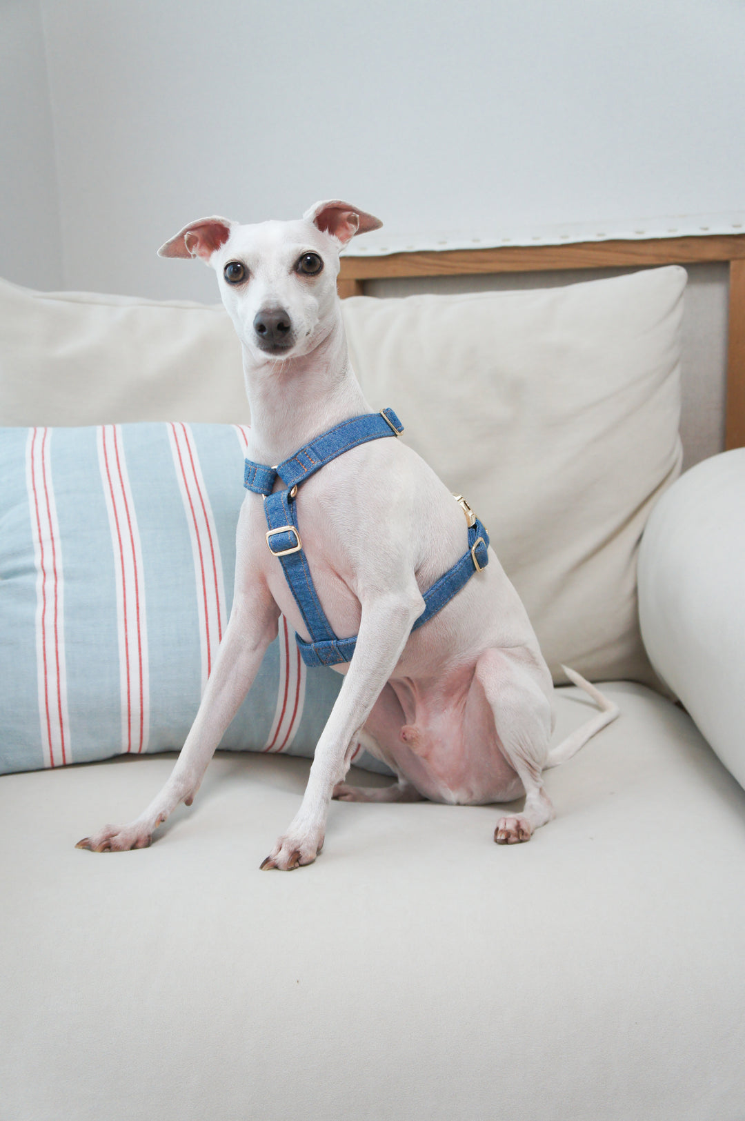 Signature Strap Style Dog H Harness | Mid Blue Denim [COMING SOON]