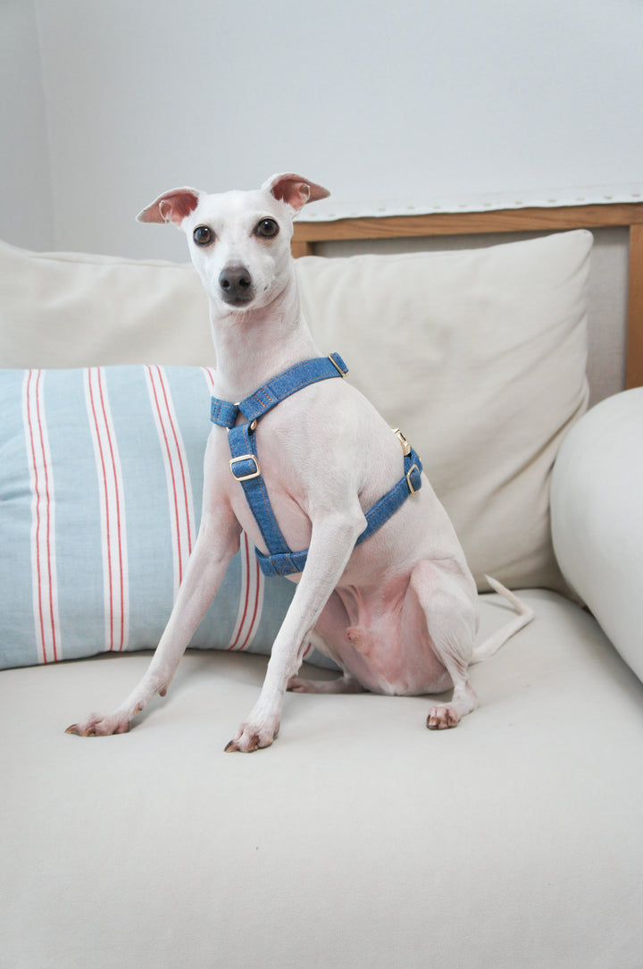 Signature Strap Style Dog H Harness | Mid Blue Denim [COMING SOON]