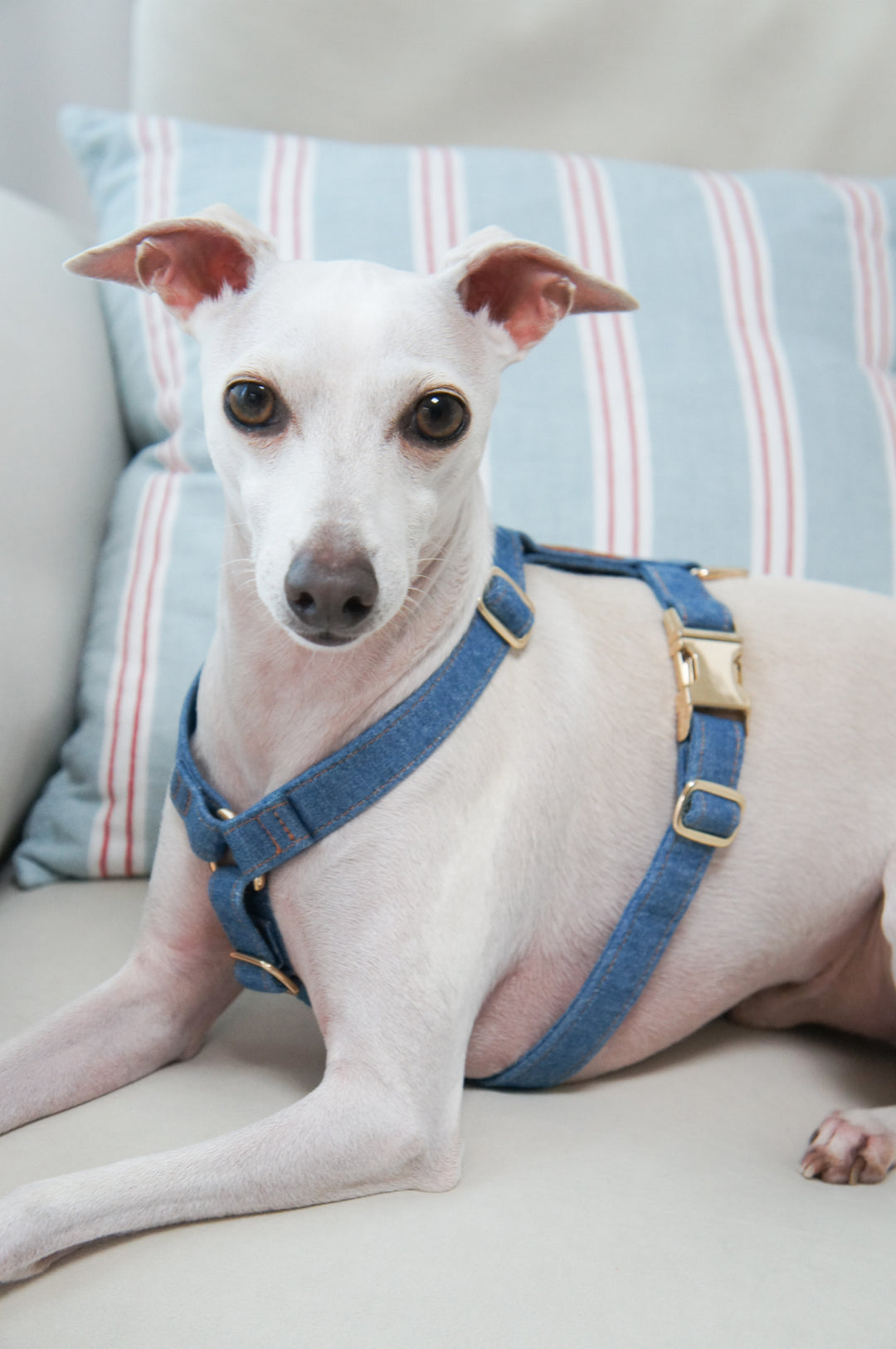 Signature Strap Style Dog H Harness | Mid Blue Denim [COMING SOON]