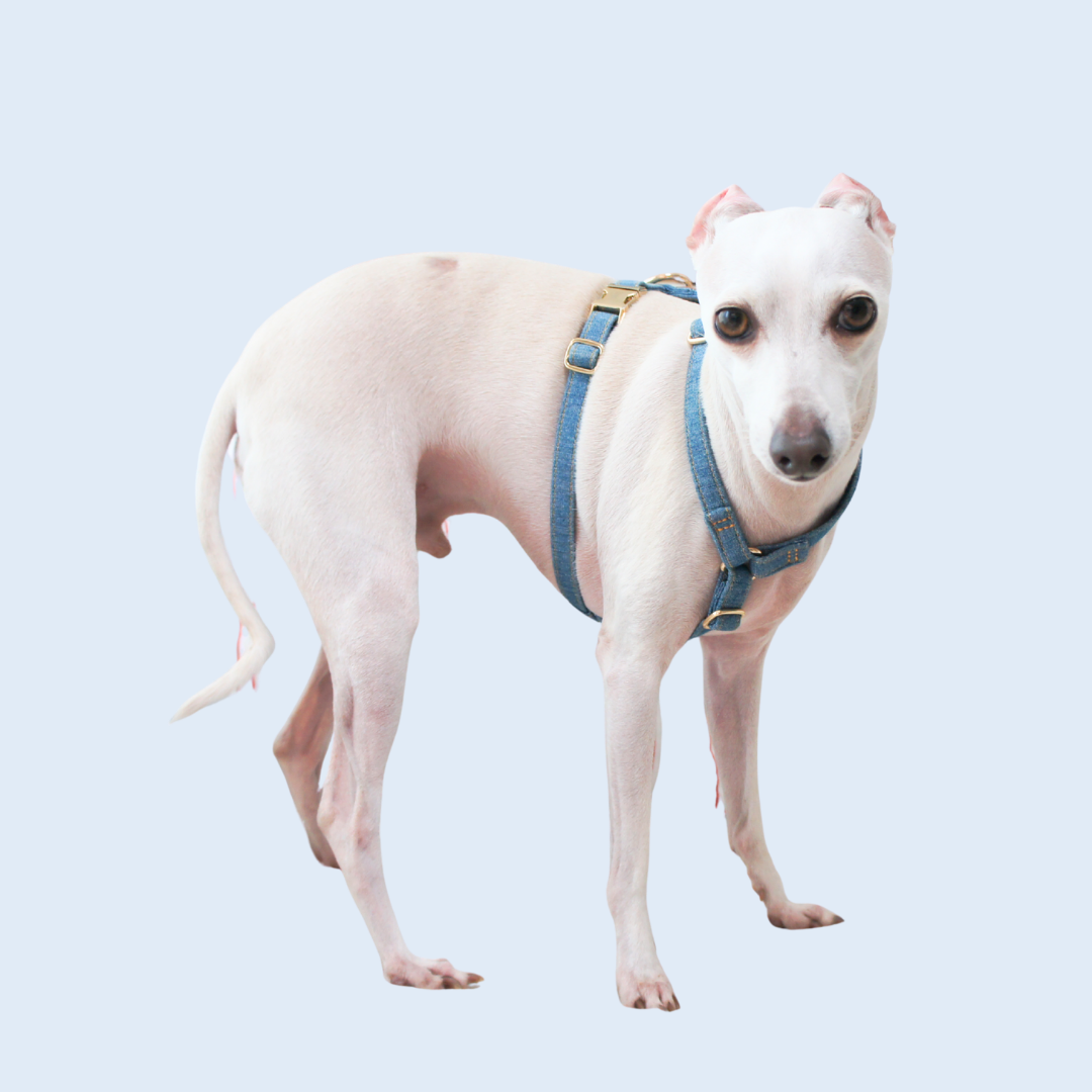 Signature Strap Style Dog H Harness | Mid Blue Denim [COMING SOON]