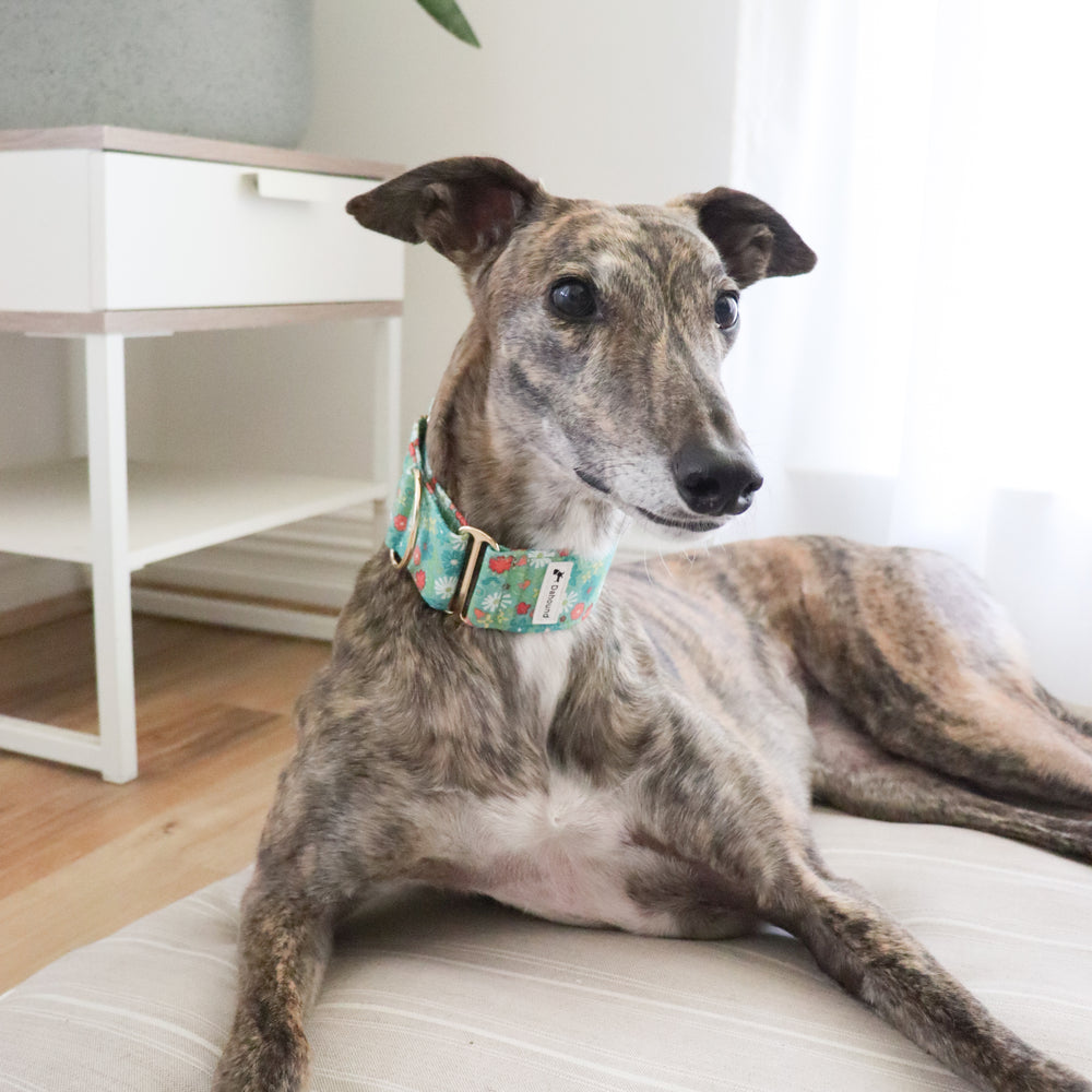 Jade Green Martingale Collar For Greyhounds