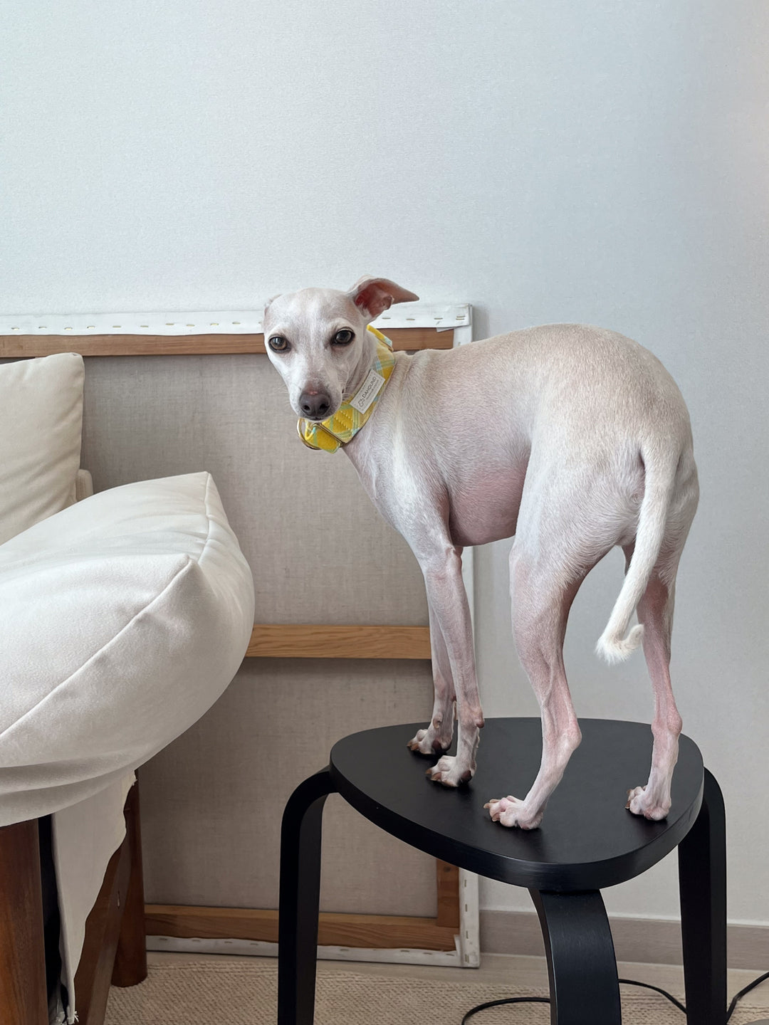 Lemon Yellow Flannel Plaid Martingale Collar on an Italian Greyhound