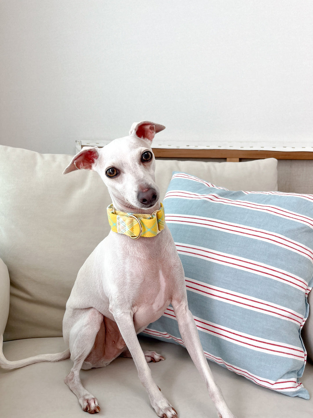 Lemon Yellow Flannel Plaid Martingale Collar On an Italian Greyhound