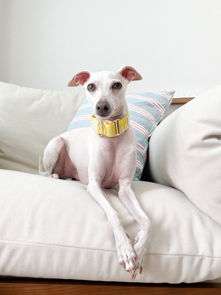 Lemon Yellow Flannel Plaid Martingale Collar Italian Greyhound Headshot
