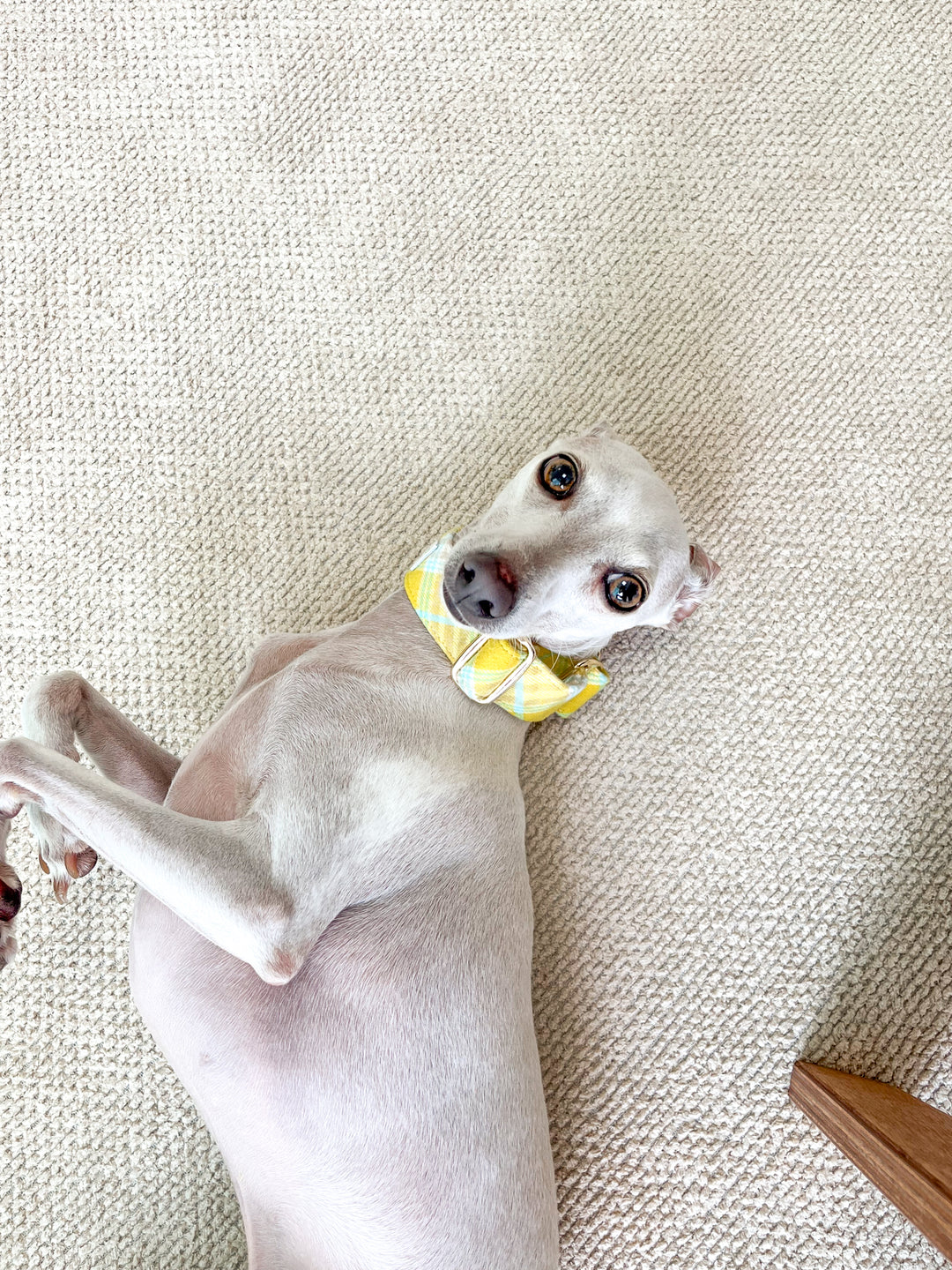 Lemon Yellow Flannel Plaid Martingale Collar Lifestyle Photo