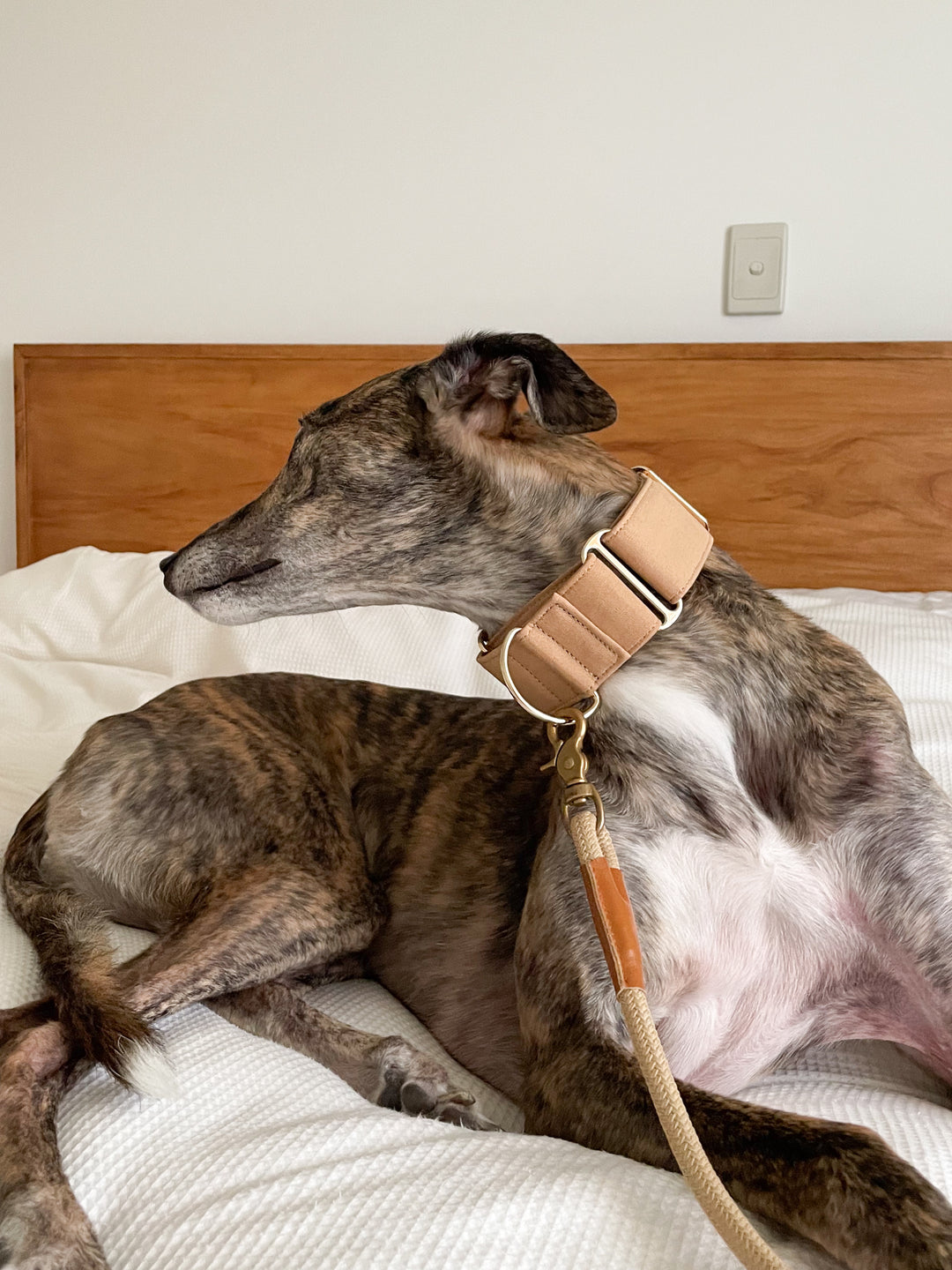 Beige Martingale Collar Lifestyle On Brindle Greyhound