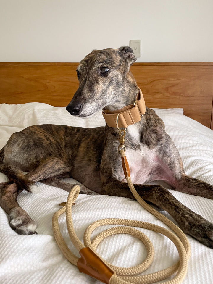 Beige Martingale Collar Lifestyle On Brindle Greyhound