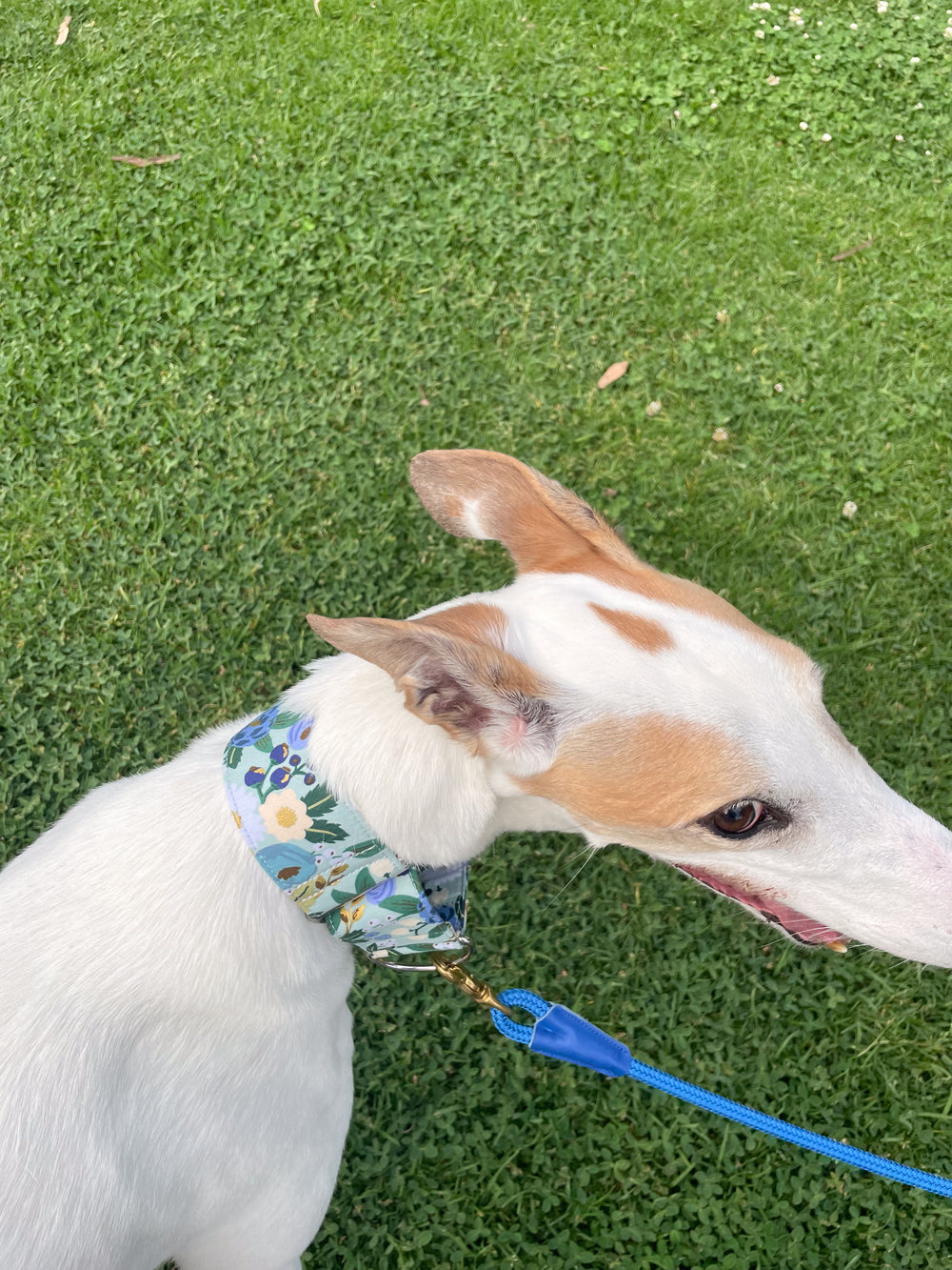 Dahound Martingale Collar in Blue and White Floral Print On White & Fawn Greyhound