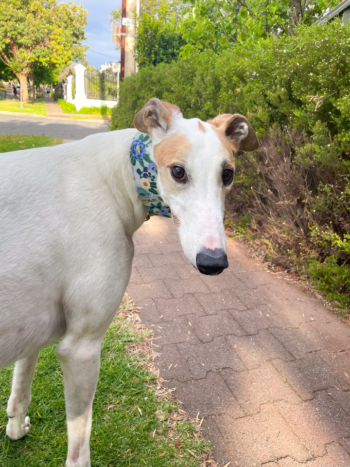 Dahound Martingale Collar in Blue and White Floral Print On White & Fawn Greyhound