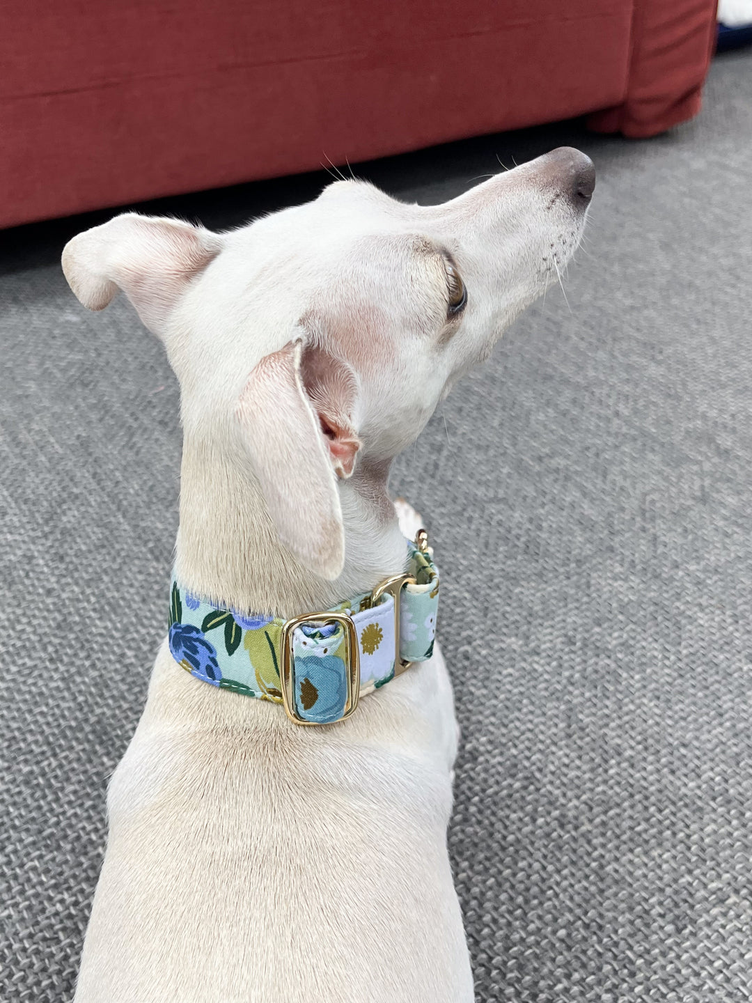 Dahound Martingale Collar in Blue and White Floral Print On White Italian Greyhound