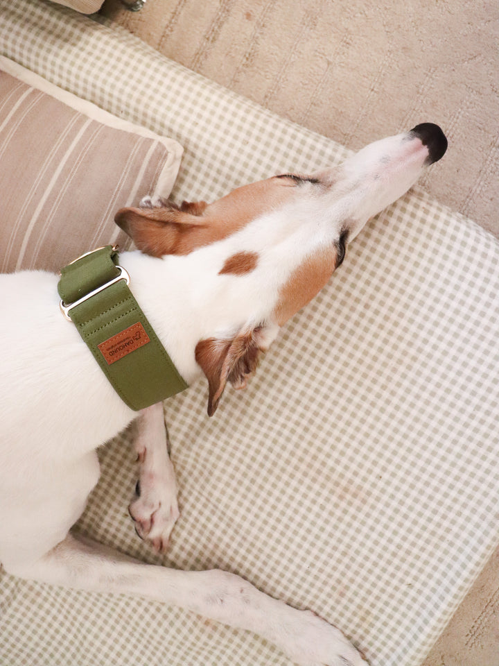 Olive Green Martingale Collar Lifestyle Greyhound