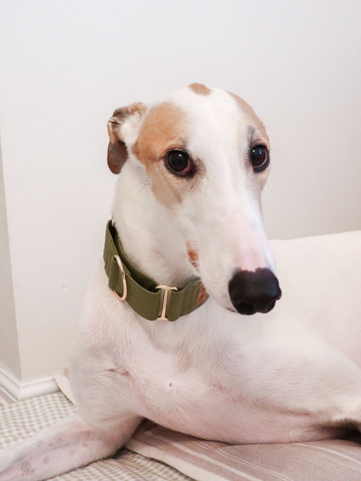 Olive Green Martingale Collar Headshot Greyhound