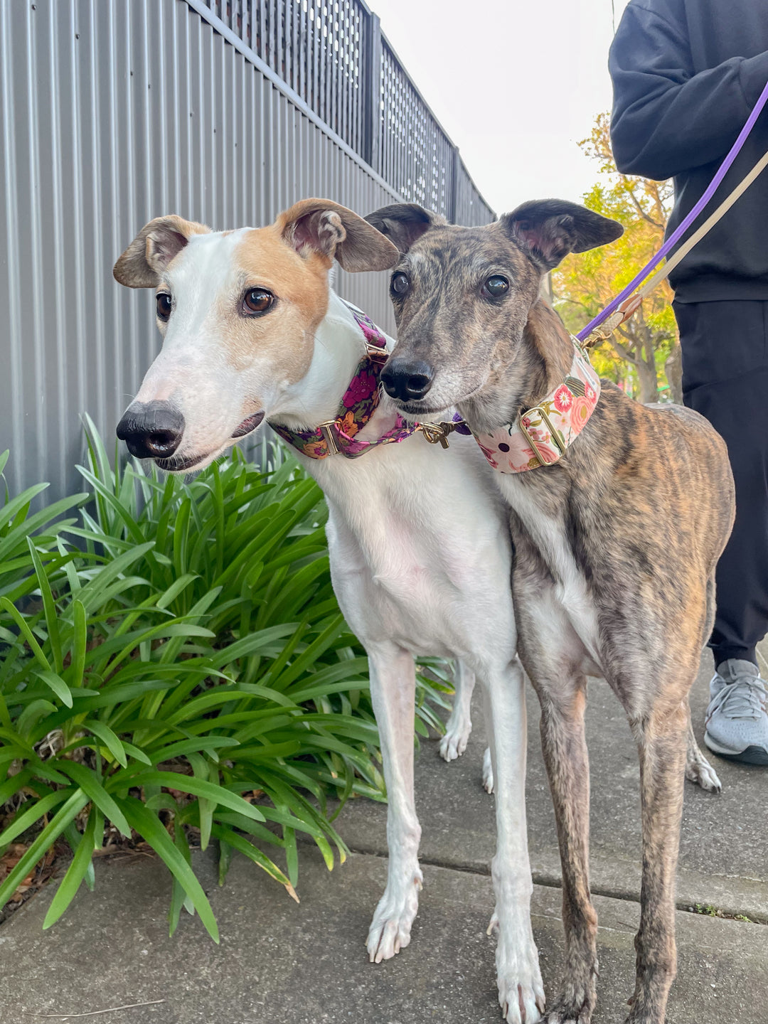 Dahound Martingale Collar in Pink Blossom print modelshot on an brindle greyhound