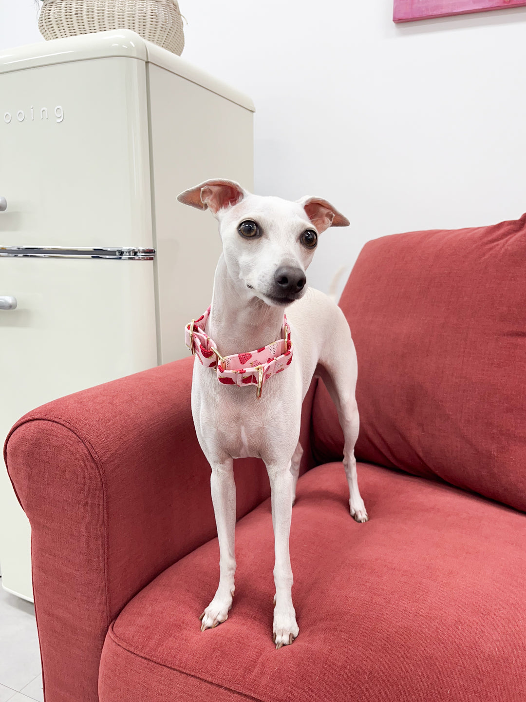 Wide Fabric Martingale Collar Strawberry Gelato Print On Italian Greyhound