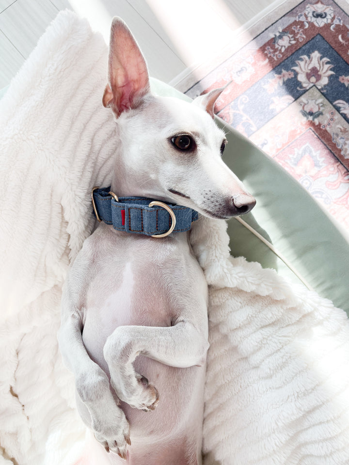 Martingale Collar & Rope Lead Set | Mid Blue Denim (with Black Leash)