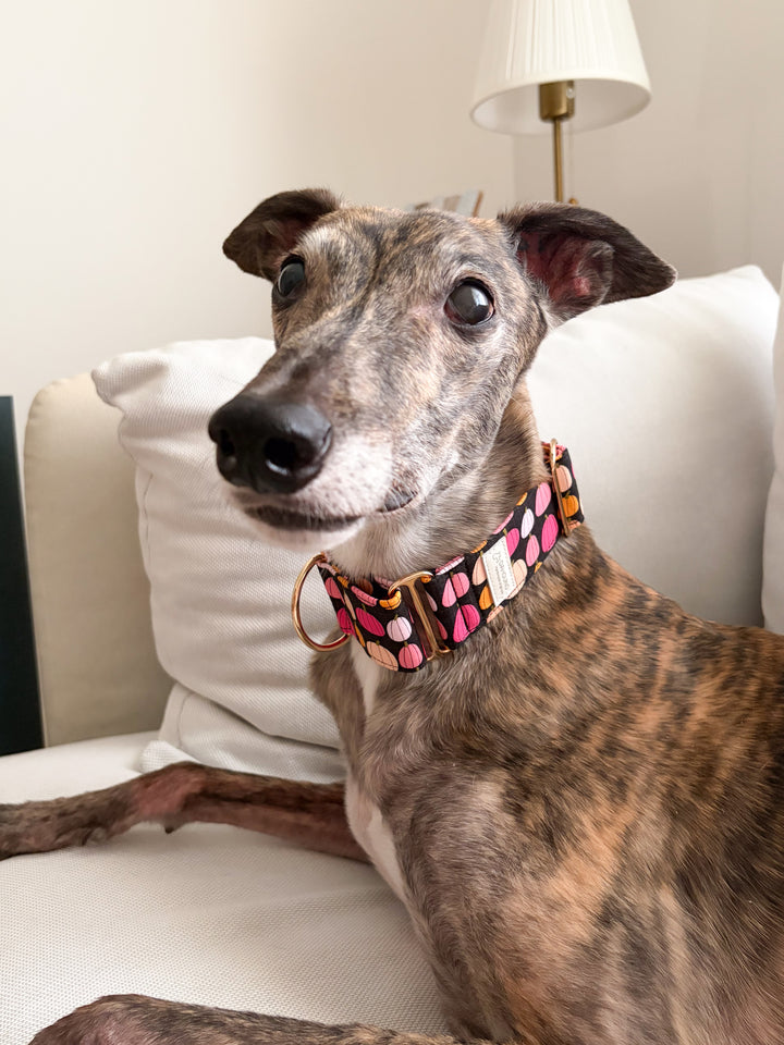 Wide Martingale Collar | Midnight Pumpkin Patch (Soft Cotton)