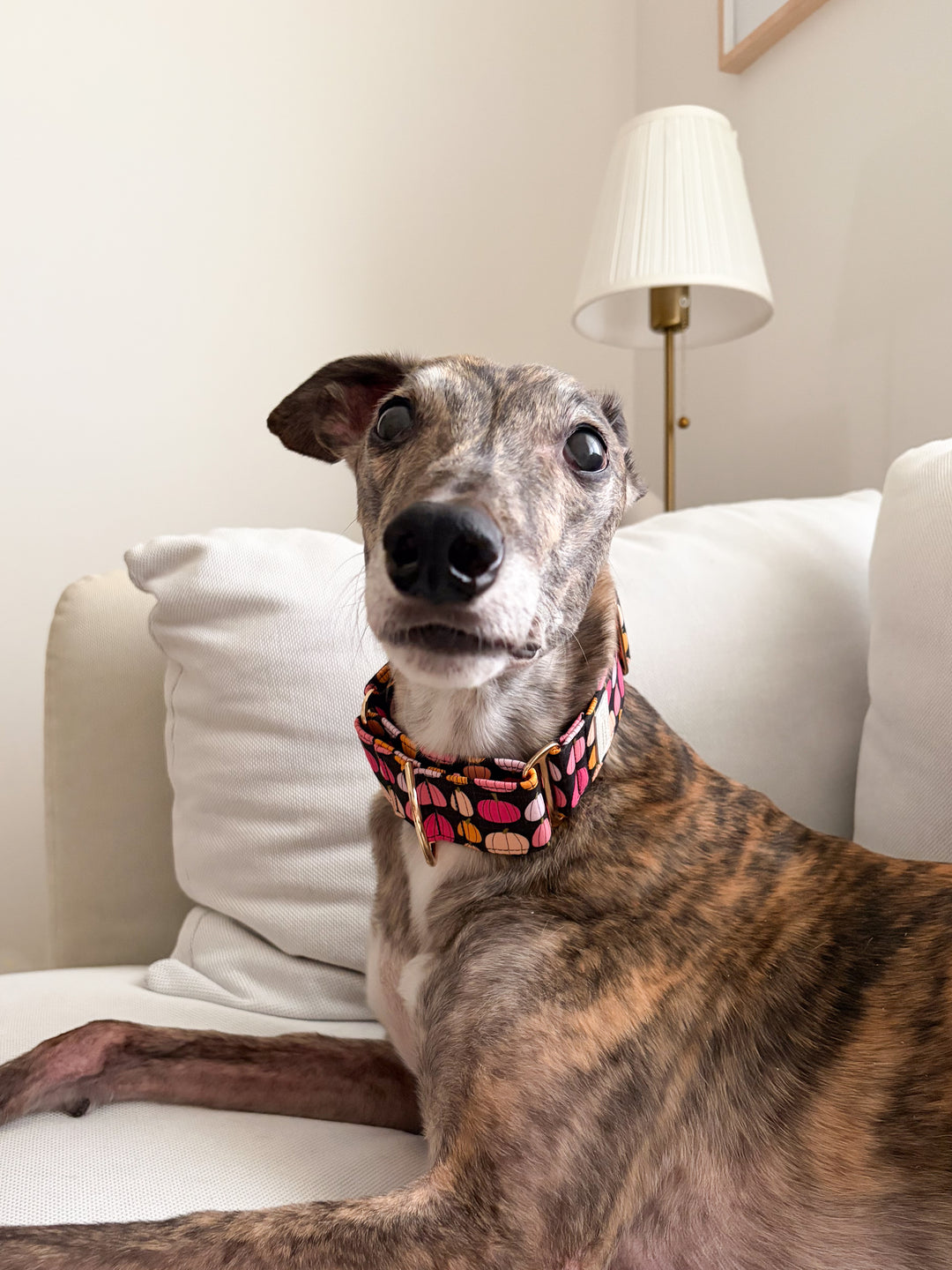 Wide Martingale Collar | Midnight Pumpkin Patch (Soft Cotton)