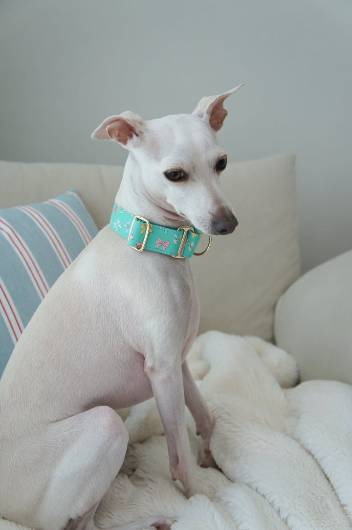 Dahound Mint Blue Mini Bows Martingale Collars Italian Greyhound Lifestyle Photo