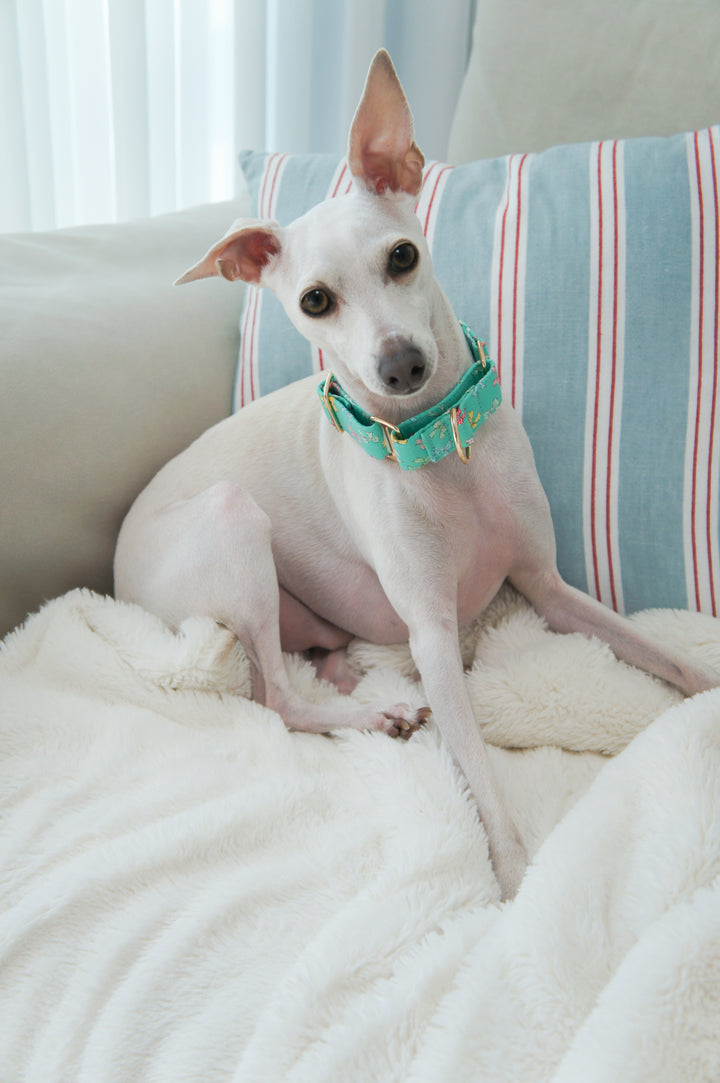 Dahound Mint Blue Mini Bows Martingale Collars Whippet Lifestyle Photo