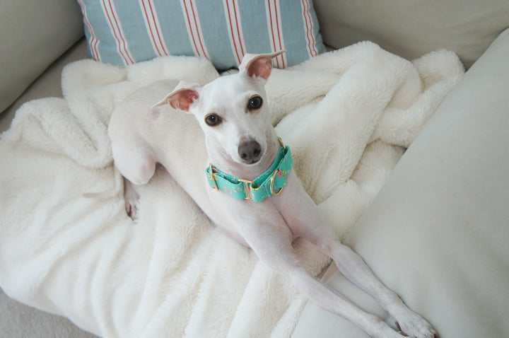 Dahound Mint Blue Mini Bows Martingale Collars Whippet Lifestyle Photo