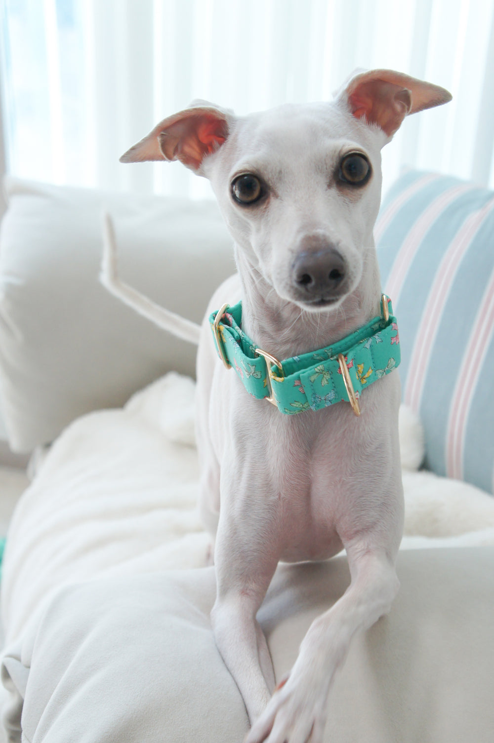 Dahound Mint Blue Mini Bows Martingale Collars Italian Greyhound Lifestyle Photo