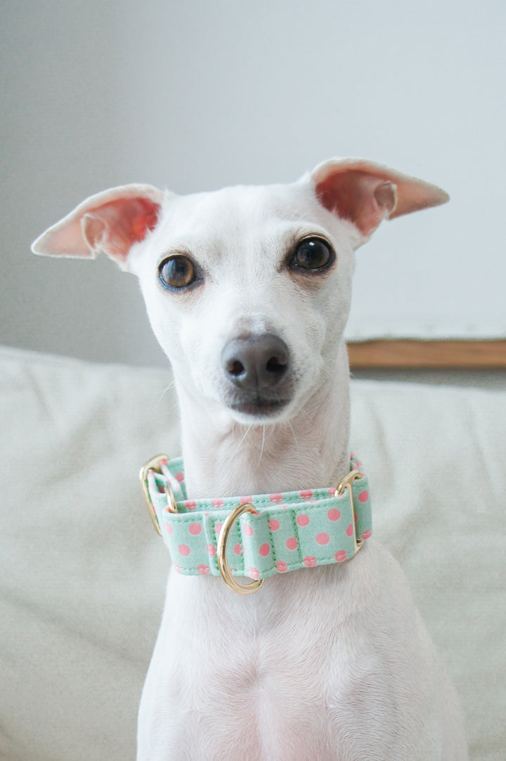 Wide Martingale Collar | Mint Candy Polka Dot (Soft Cotton)