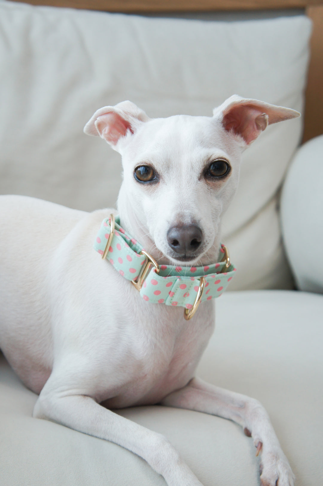 Wide Martingale Collar | Mint Candy Polka Dot (Soft Cotton)