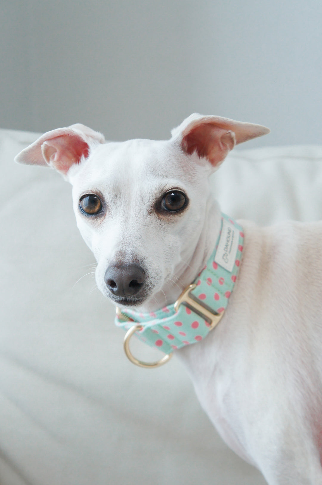 Wide Martingale Collar | Mint Candy Polka Dot (Soft Cotton)