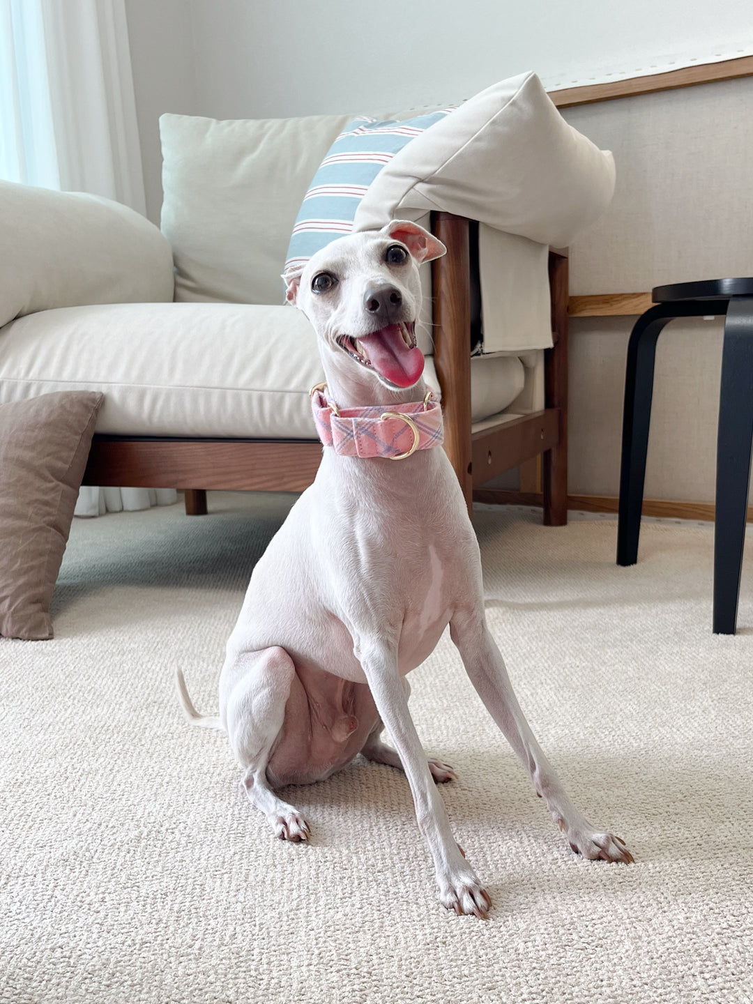 Pastel Pink Flannel Plaid Martingale Collar on an Italian Greyhound