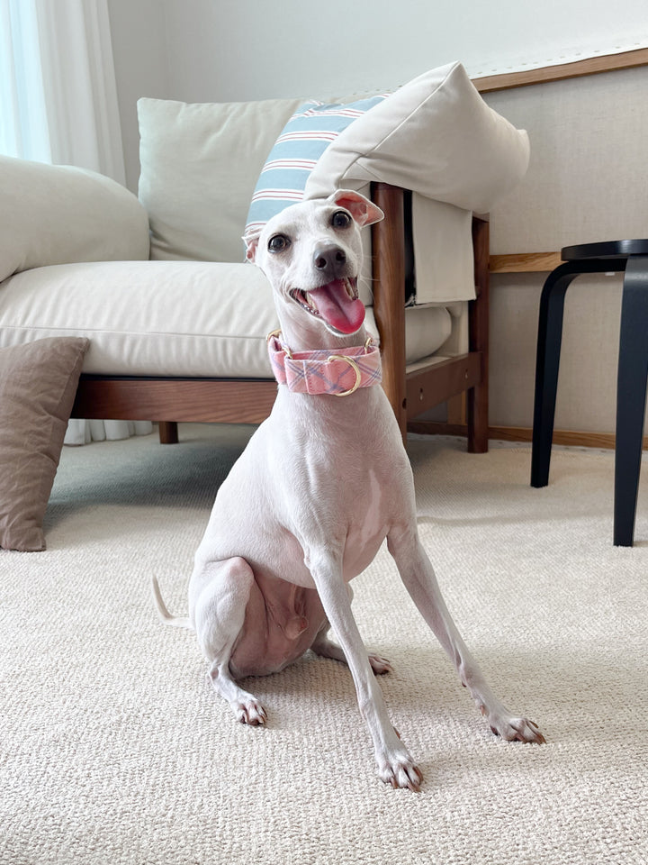 Pastel Pink Flannel Plaid Martingale Collar on an Italian Greyhound