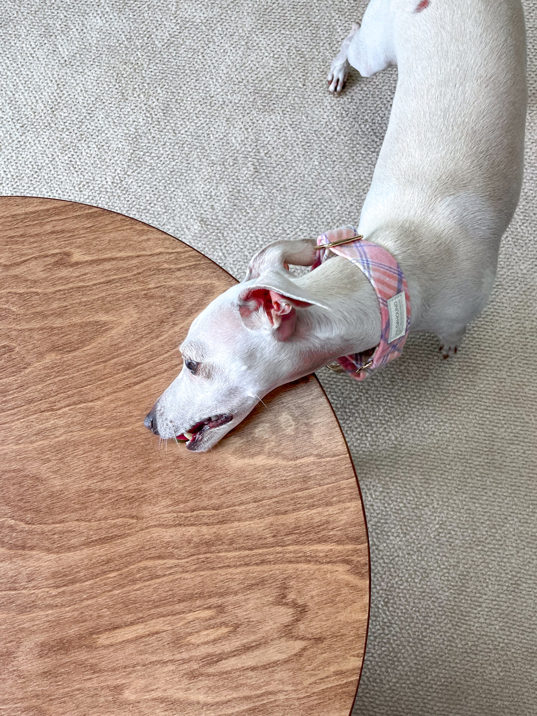 Pastel Pink Flannel Plaid Martingale Collar Lifestyle Photo