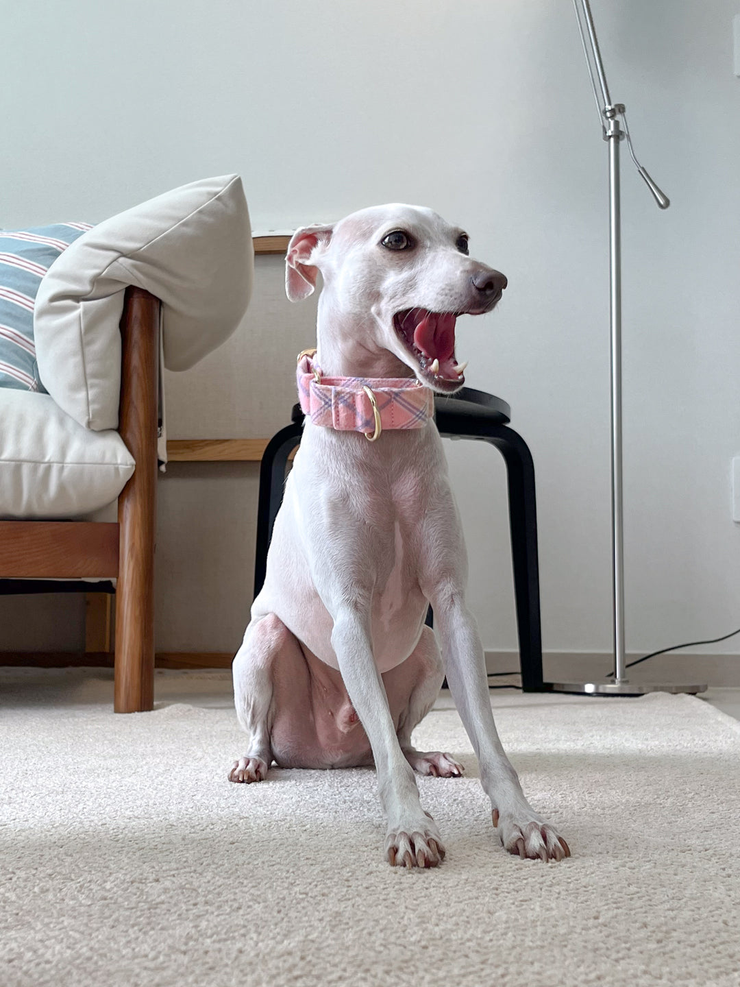 Italian Greyhound in Dahound Pastel Pink Flannel Plaid Martingale Collar