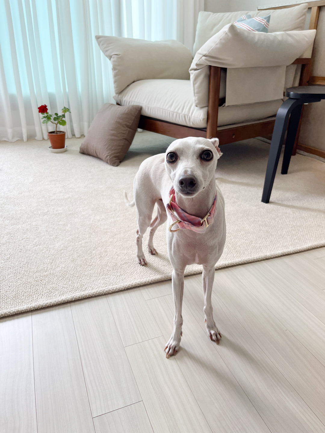 Pastel Pink Flannel Plaid Martingale Collar Lifestyle Photo