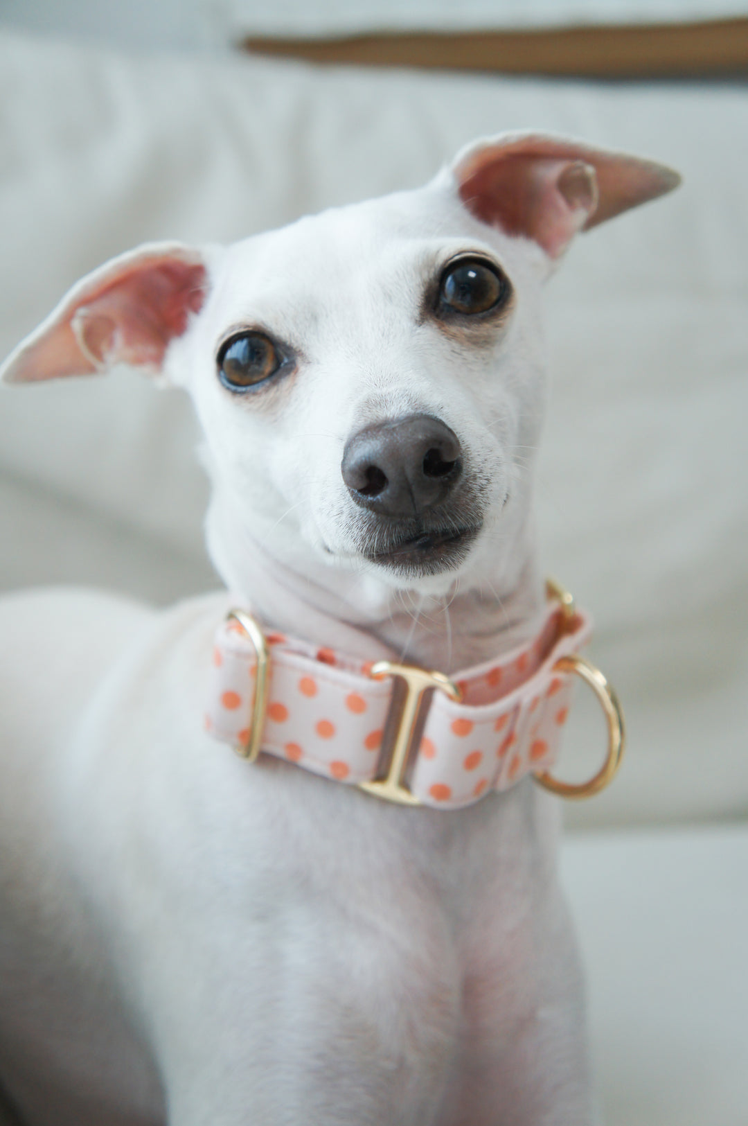 Wide Martingale Collar | Peach Sorbet Polka Dot (Soft Cotton)