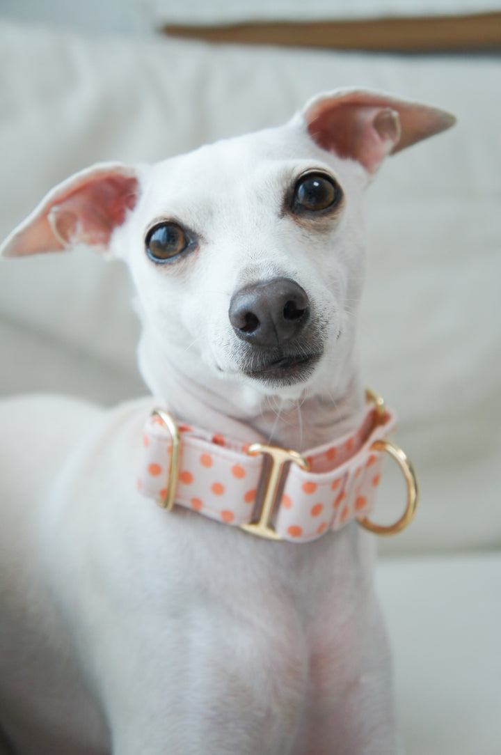 Wide Martingale Collar | Peach Sorbet Polka Dot (Soft Cotton)
