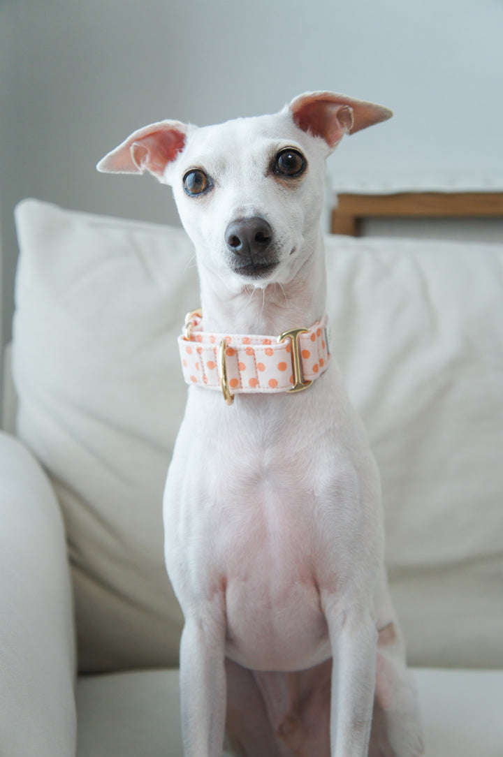 Wide Martingale Collar | Peach Sorbet Polka Dot (Soft Cotton)