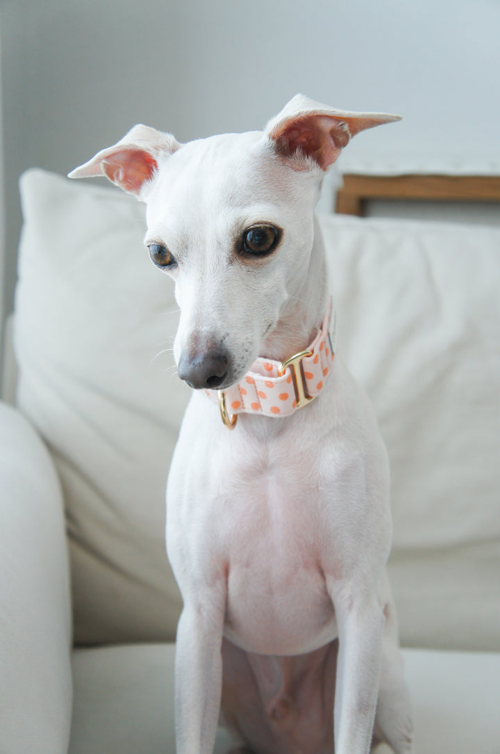 Wide Martingale Collar | Peach Sorbet Polka Dot (Soft Cotton)
