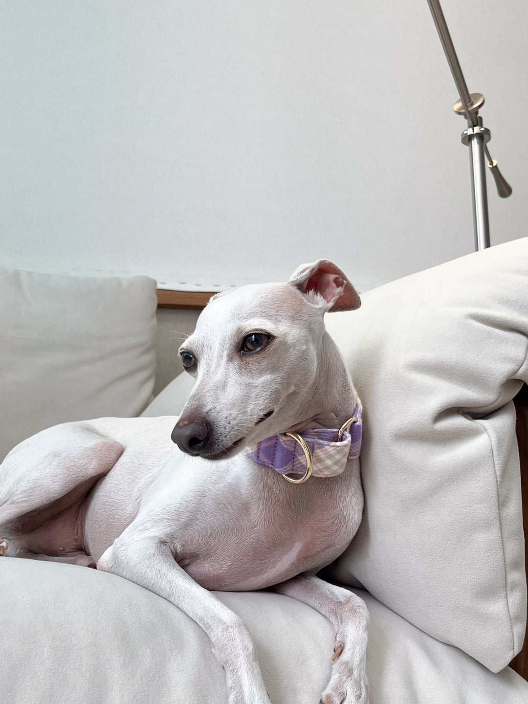 Soft Purple Flannel Plaid Martingale Collar Lifestyle Photo with Italian Greyhound sitting on the counch