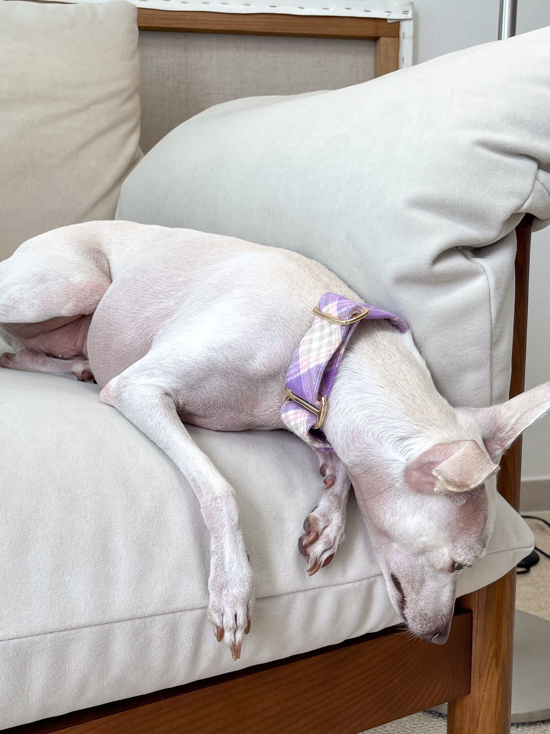 Soft Purple Flannel Plaid Martingale Collar on an Italian Greyhound