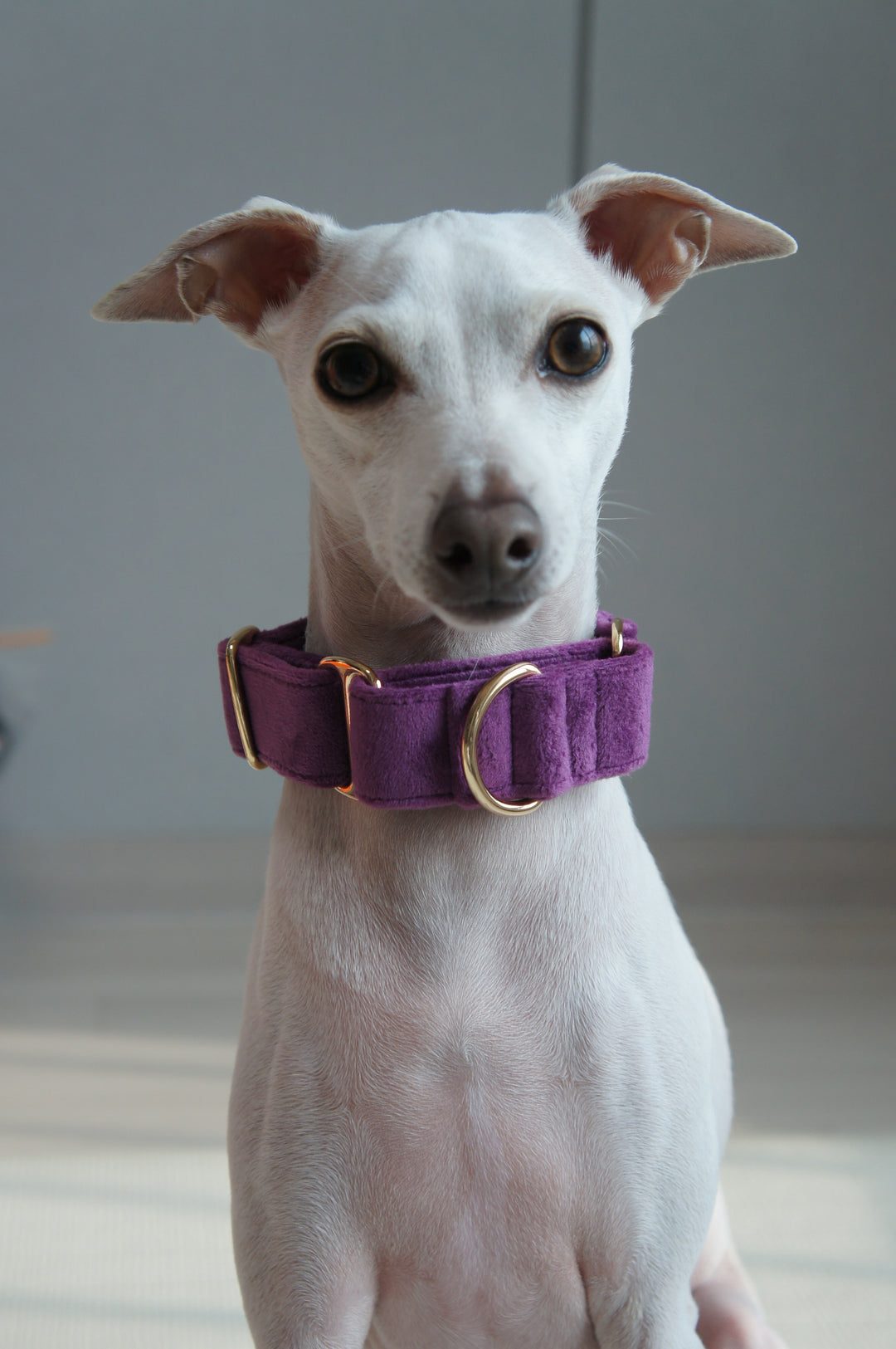 Wide Martingale Collar | Purple (Plush Velvet)