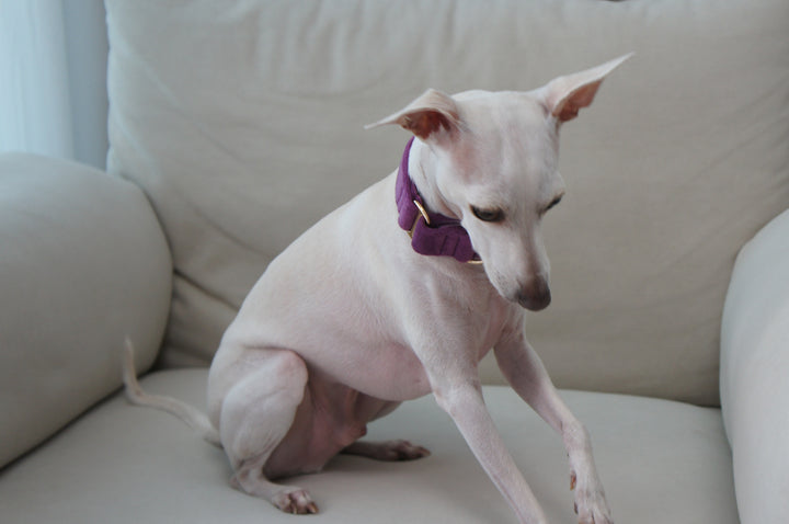 Wide Martingale Collar | Purple (Plush Velvet)