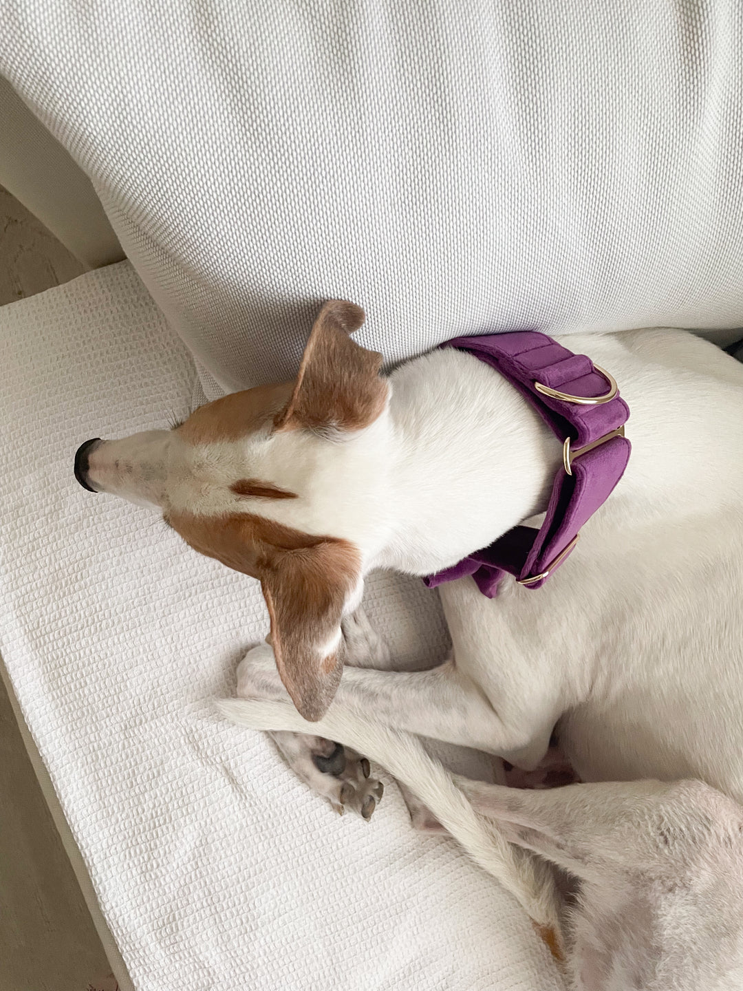 Wide Martingale Collar | Purple (Plush Velvet)