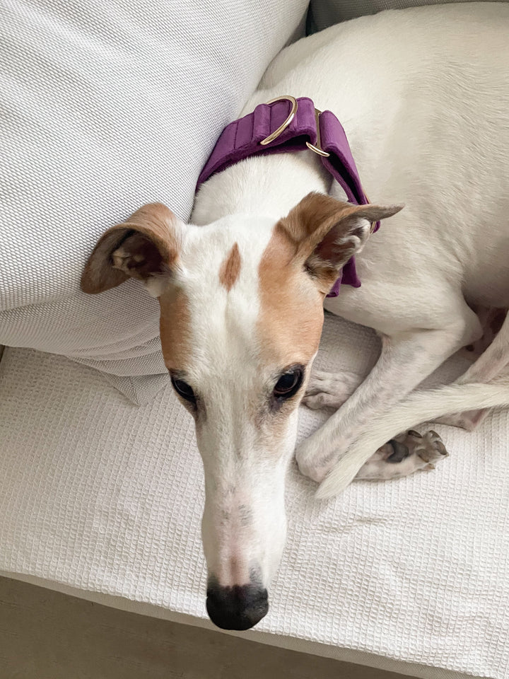 Wide Martingale Collar | Purple (Plush Velvet)