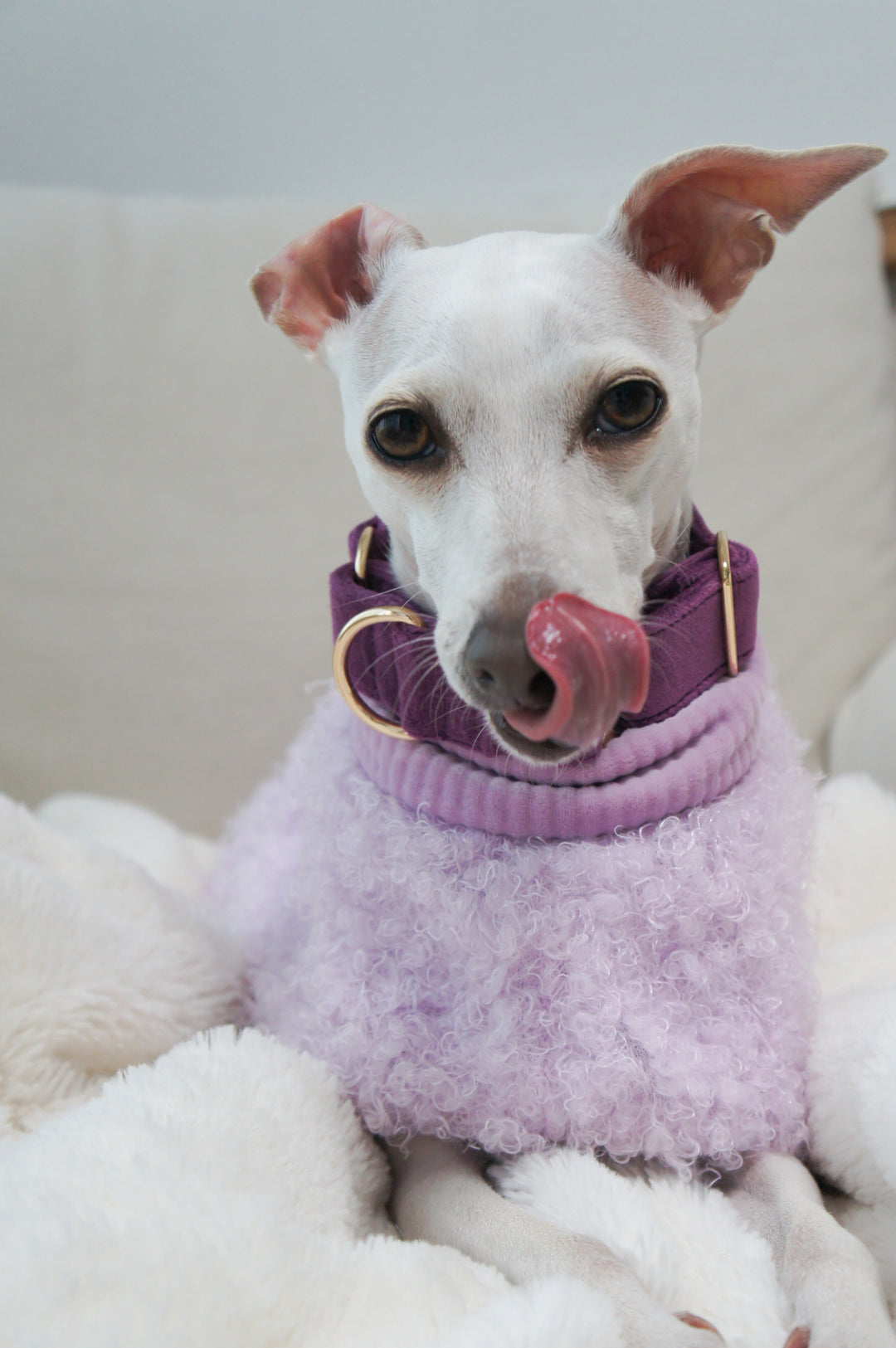 Wide Martingale Collar | Purple (Plush Velvet)