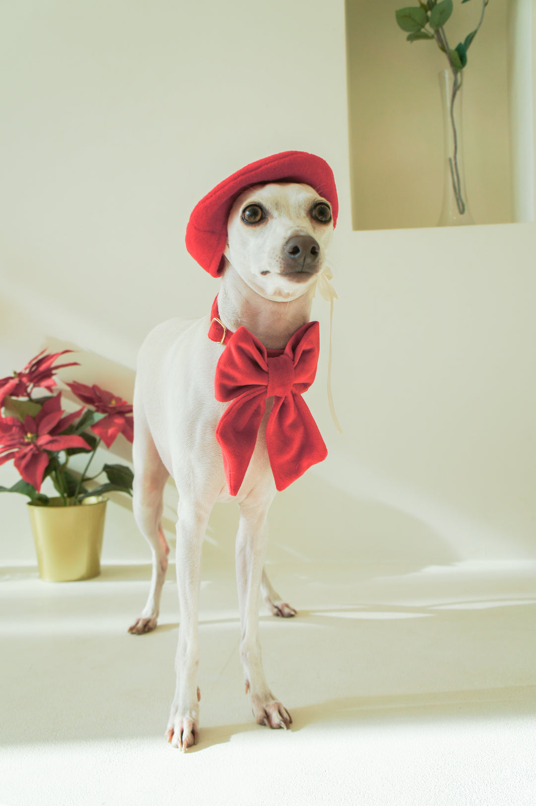 Martingale Collar + Sailor Bow + Rope Lead Set | Scarlet Red (Plush Velvet)
