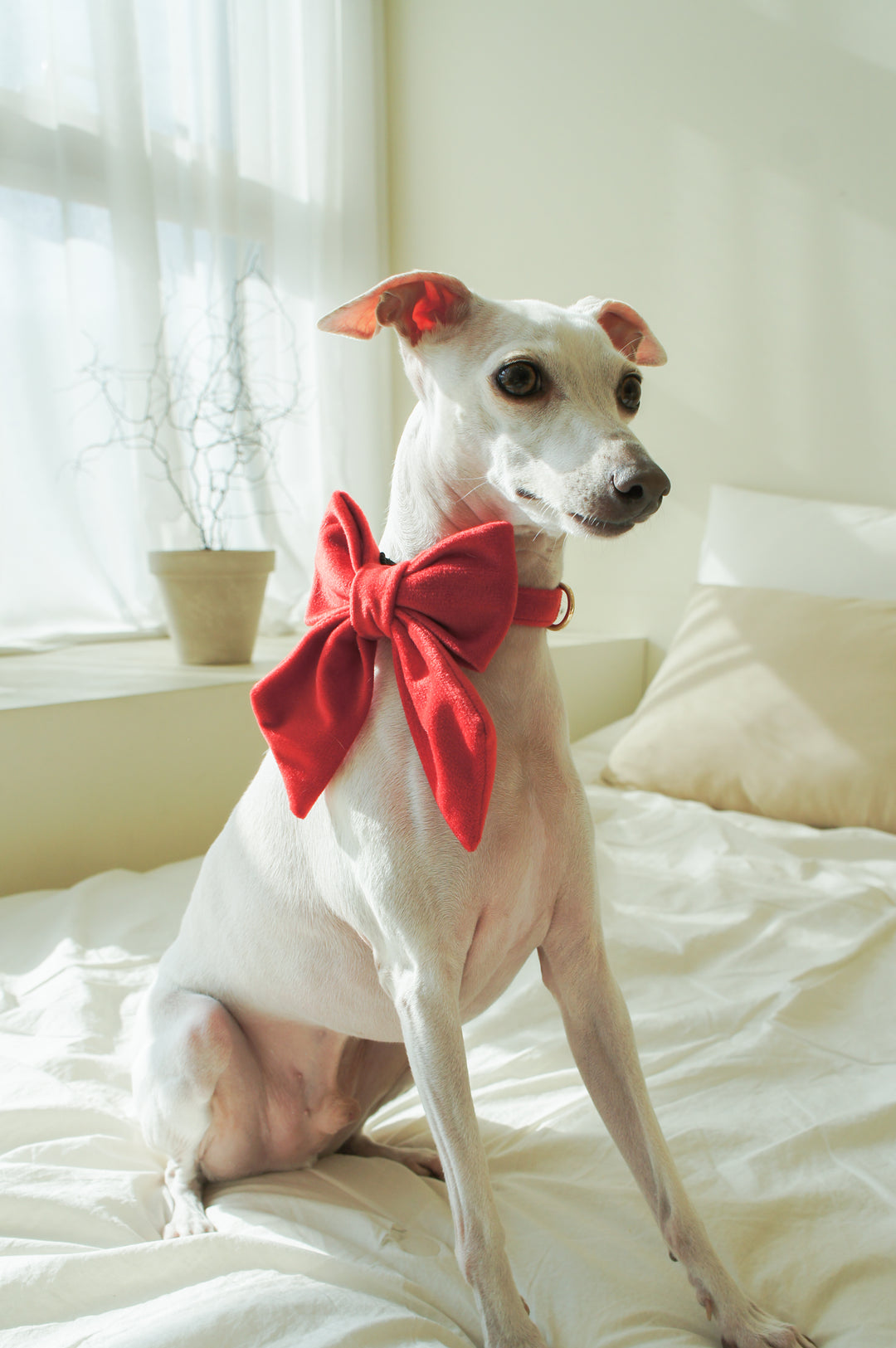 Martingale Collar + Sailor Bow + Rope Lead Set | Scarlet Red (Plush Velvet)