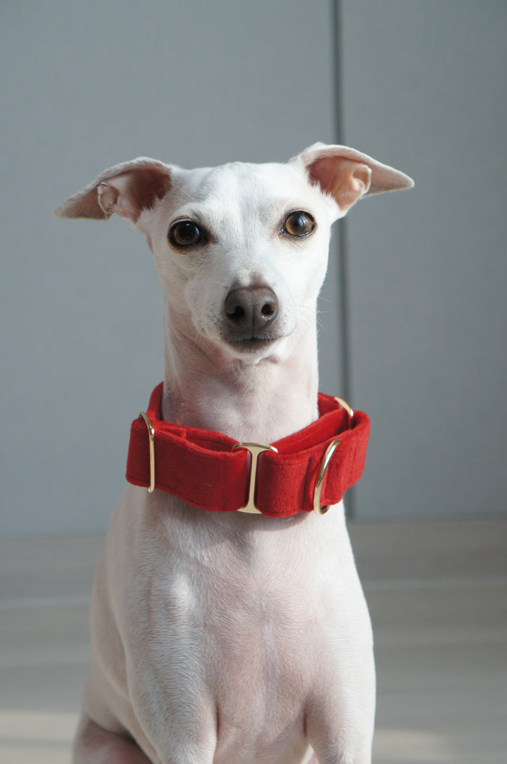 Martingale Collar + Sailor Bow + Rope Lead Set | Scarlet Red (Plush Velvet)