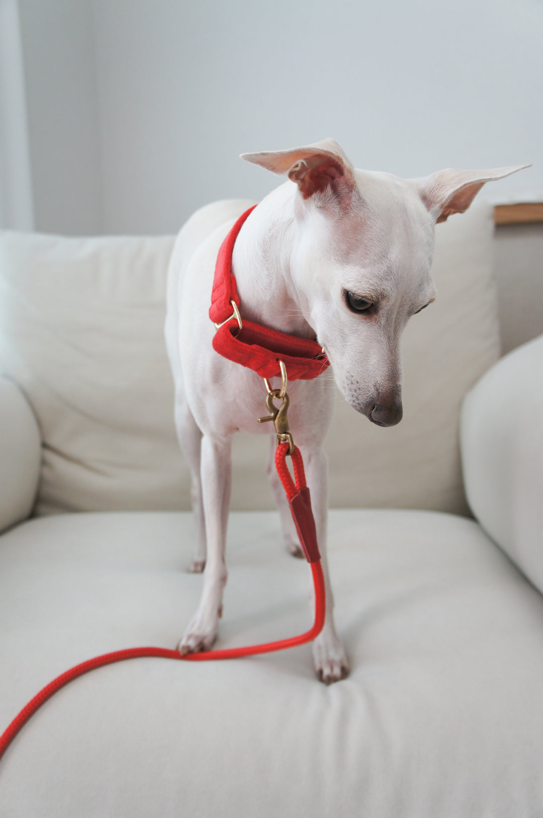 Martingale Collar + Sailor Bow + Rope Lead Set | Scarlet Red (Plush Velvet)